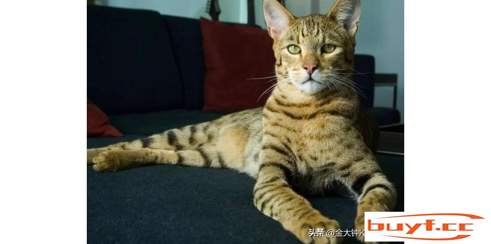 超萌超可爱！却是世界上最昂贵的10种宠物猫咪