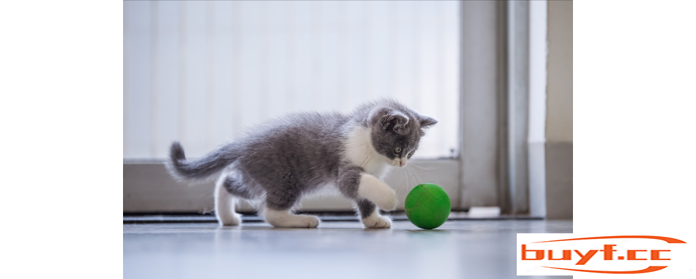 寿命短的猫，逃不掉这几大特征，愿你家猫一个都没有