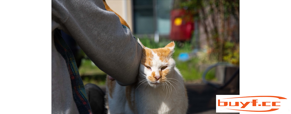 寿命短的猫，逃不掉这几大特征，愿你家猫一个都没有