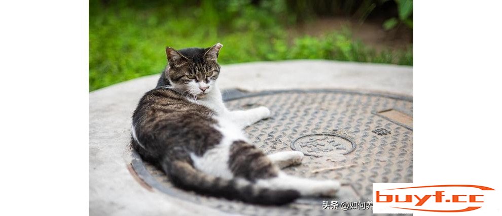 猫咪整天叫到底是什么意思？猫一直叫想表达什么？