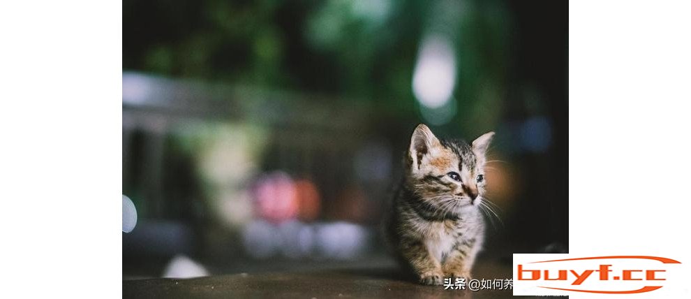 猫咪整天叫到底是什么意思？猫一直叫想表达什么？