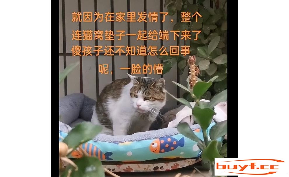 猫因发情被主人连窝扔了，猫咪还傻傻地守在原地：还会来接我吗？