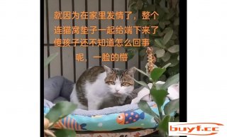 猫因发情被客人连窝扔了，猫咪还傻傻地守正在原地：还会来接我吗？