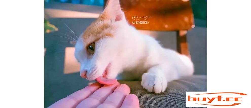 猫咪把你当什么？看它的这些行为，就知道了