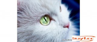 对于猫咪的36个冷常识，你晓得几多？ (对于猫咪的36个冷常识,你晓得几多种语