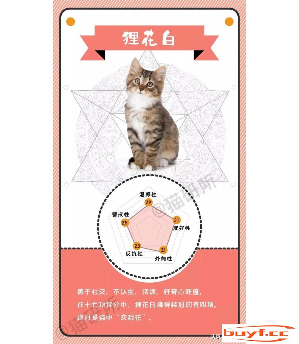 橘猫老好人，奶牛小吃货，不同毛色的猫咪都是什么性格？