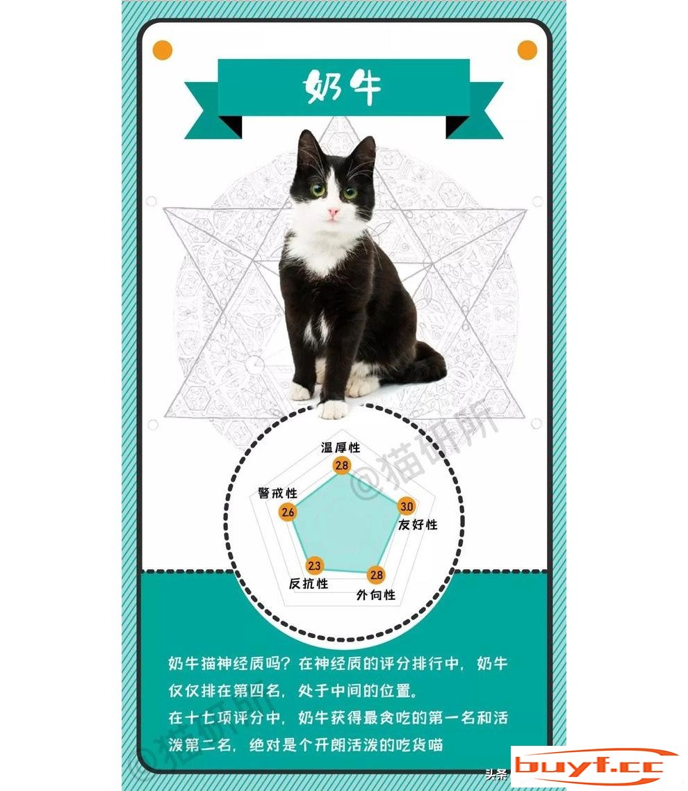 橘猫老好人，奶牛小吃货，不同毛色的猫咪都是什么性格？