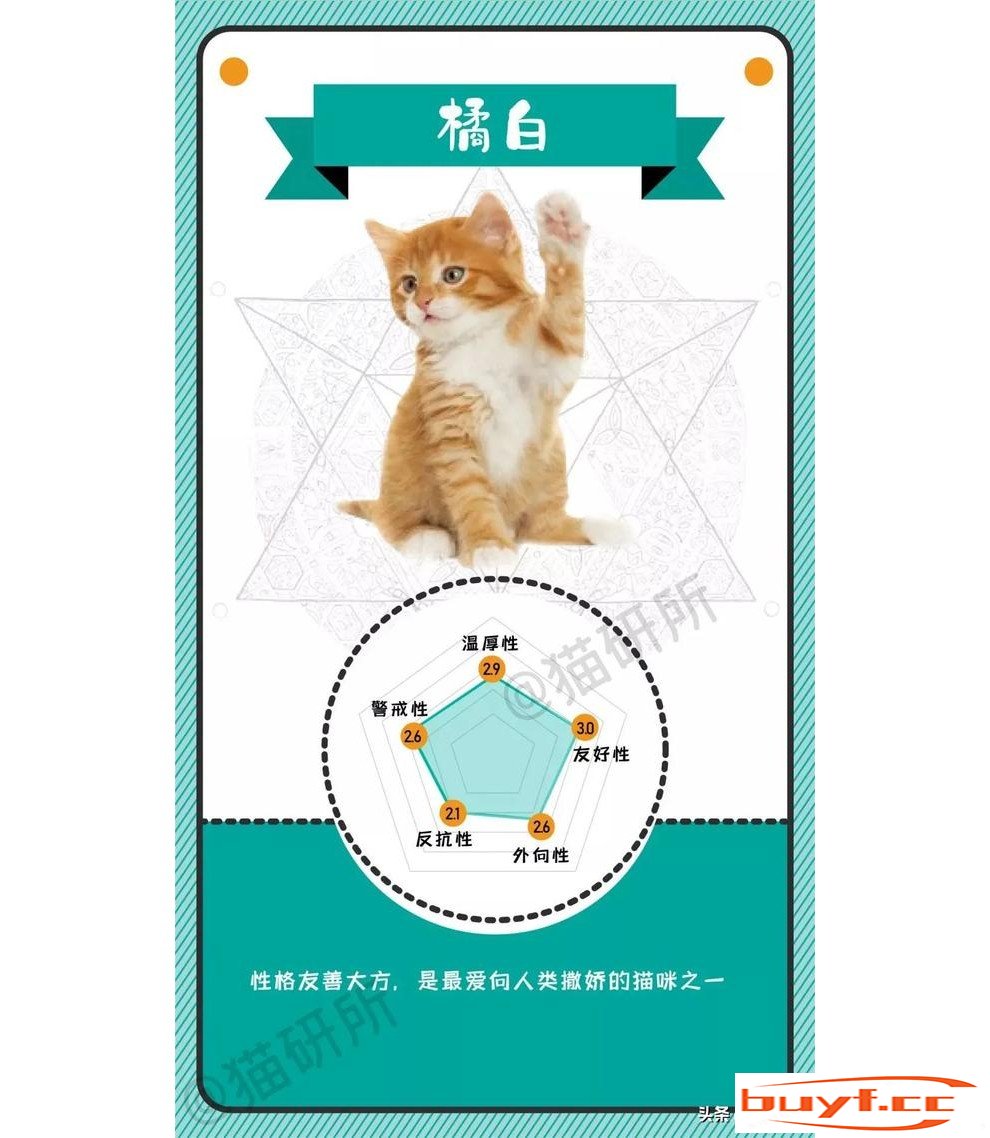 橘猫老好人，奶牛小吃货，不同毛色的猫咪都是什么性格？