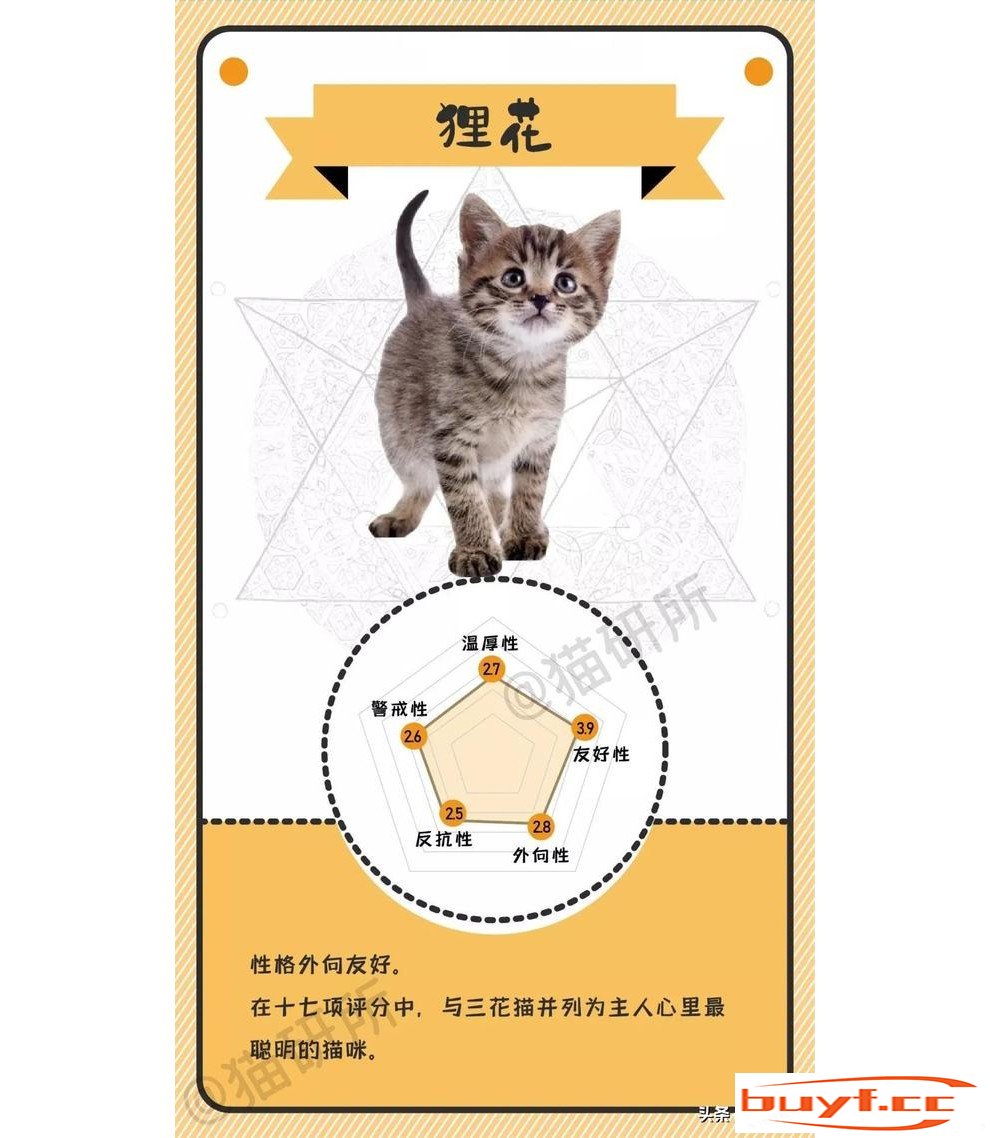 橘猫老好人，奶牛小吃货，不同毛色的猫咪都是什么性格？