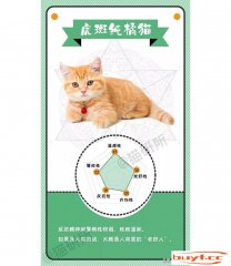 橘猫老大好人，奶牛小吃货，没有同毛色的猫咪都是甚么性格？