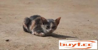 流浪小猫无力地蹲在街上，对面的猫妈妈只能看着它挨饿(流浪猫不怕我还蹲在