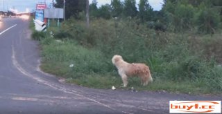 狗狗在公路边苦等主人四年，终于等到的那天，它却不跟主人走了……