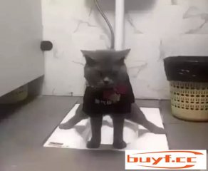 猫咪在卫生间上厕所，姿势跟“劈叉”一样，这猫真是高手(猫咪趴着劈叉)