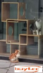 流浪猫会不会羡慕宠物猫？会！(流浪猫会不会羡慕宠物猫?会害怕吗?)