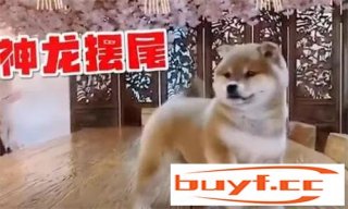 新年到！小柴犬为大家表演一段自创“舞狮”…(小柴犬跳舞)