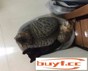 主人给小猫买了个窝，结果被两个大猫占领，小猫：铲屎的你管管它