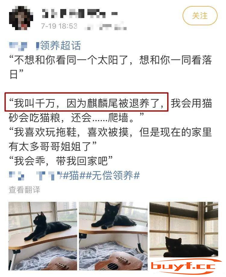 猫咪短短的小尾巴，居然还卷成了一个圈儿？