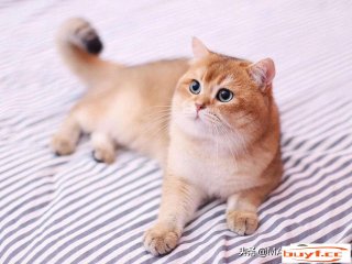 猫咪临盆前的征兆(猫猫临盆前的反映)