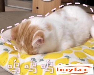 猫咪低声呜(猫咪低声哽咽甚么意义)