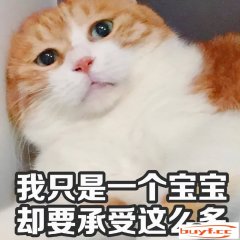 猫咪被打了会没有会记仇(猫咪打了他会记仇吗)