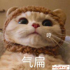 猫咪朝气咬客人(猫咪朝气会咬客人吗)