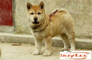 中华田园犬700元贵吗