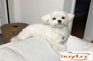 三个月的马尔济斯犬怎么养 几个月定型