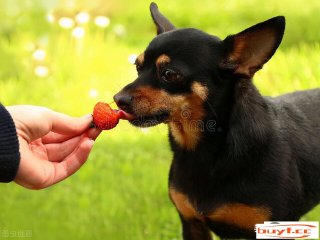 狗能吃草莓吗请回覆谢谢(狗能不克不及吃草莓)