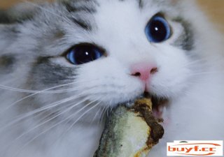 猫咪的尿是淡白色(猫咪尿的白色的尿)