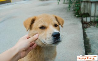 屯子土狗的寿命一般多长(土狗有几年寿命)