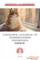 猫咪患上脂肪肝病症（猫咪脂肪肝是如何造成的）