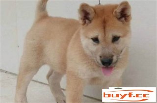 广西土猎犬爱失毛吗 几多钱一只