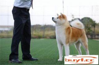 秋田犬4000元贵吗