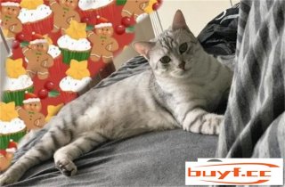 银渐层以及奶牛猫哪一个好养