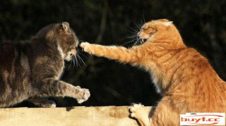 家里两只猫咪每天打斗怎么办（有甚么措施让猫再也不打斗）
