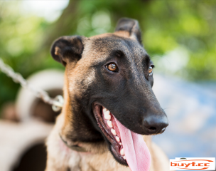 为何马犬分歧适野生（马犬的优错误谬误及注重事变）