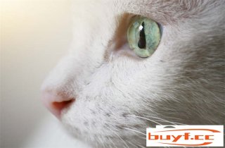 三个月的异国短毛猫怎么养 几多钱一只