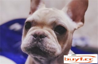 法国斗牛犬爱失毛吗 几多钱一只